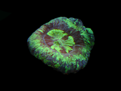 Green Brain coral in Barboursville WV reef aquarium